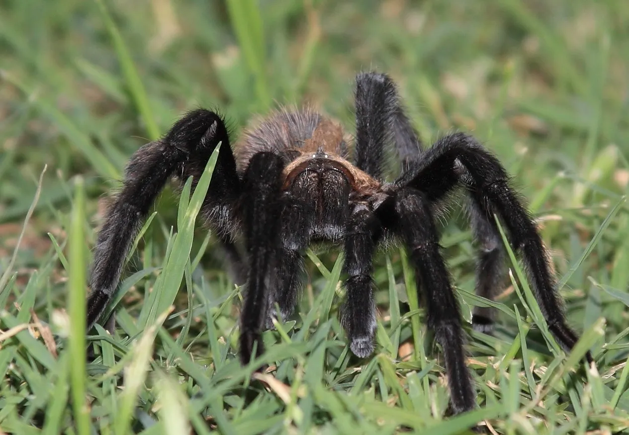 /img/16329-oklahoma-tarantula-behavior.webp