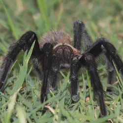 /img/16329-oklahoma-tarantula-behavior.webp