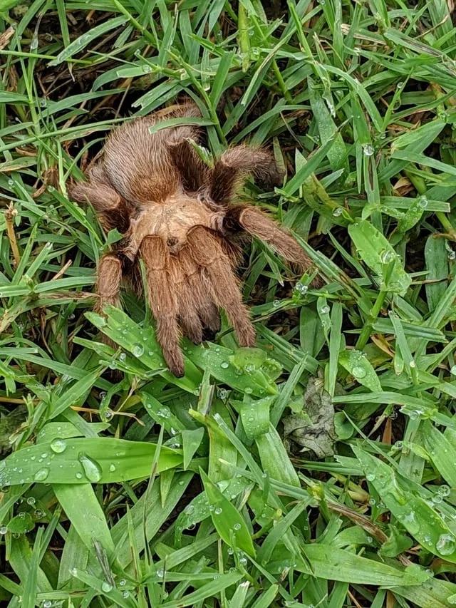 16329 oklahoma tarantula defense