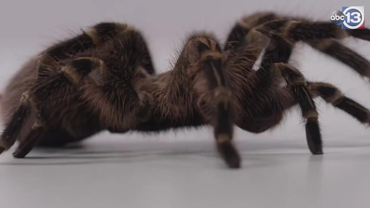 16332 tarantula taco ingredients