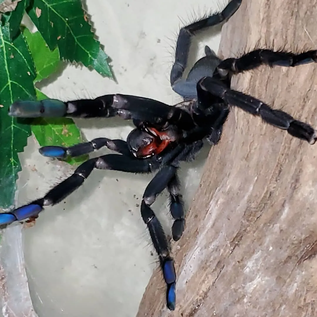 16332 tarantula taco preparation