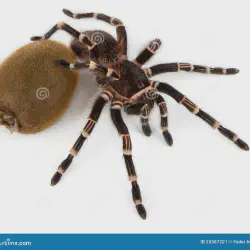 /img/16333-tarantula-diet.webp