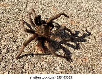 16333 tarantula habitat