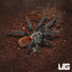 /img/16334-handling-tarantulas.webp