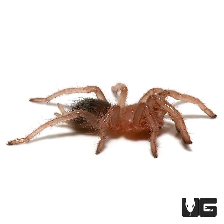 16335 tarantula enclosure setup