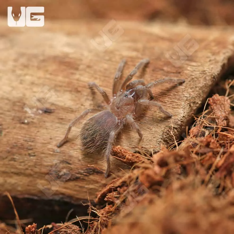 16335 tarantula feeding crickets