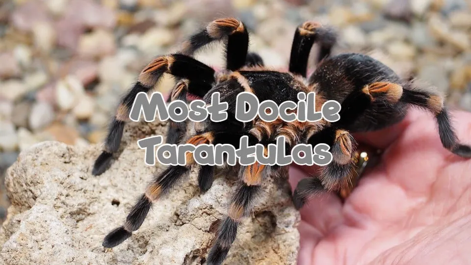 /img/16335-tarantula-health-check.webp