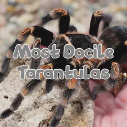 /img/16335-tarantula-health-check.webp