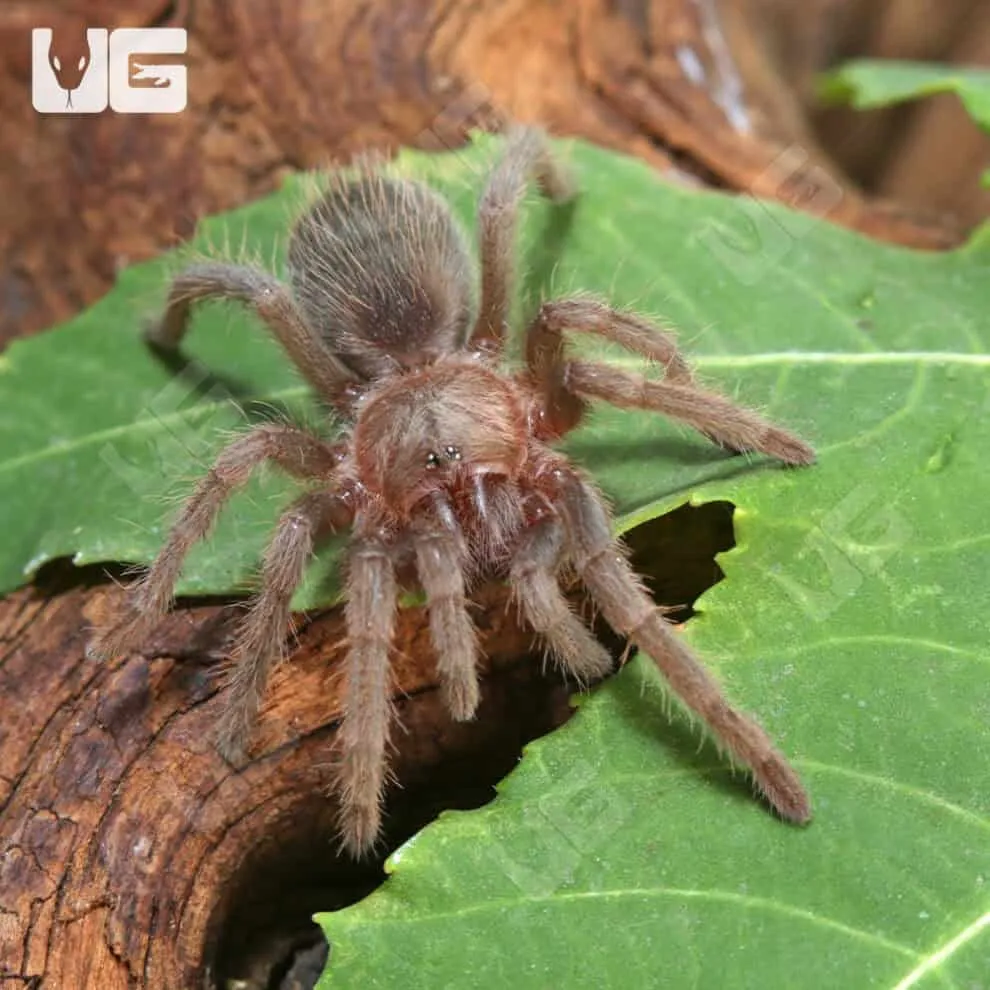 16335 tarantula molting process