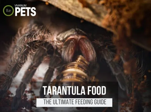 16337 tarantula food variety