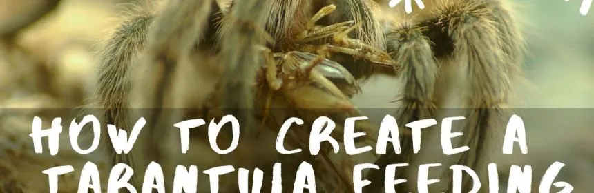 16337 tarantula handling