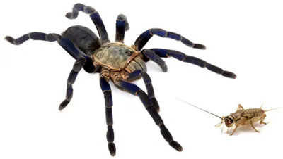 16337 tarantula species