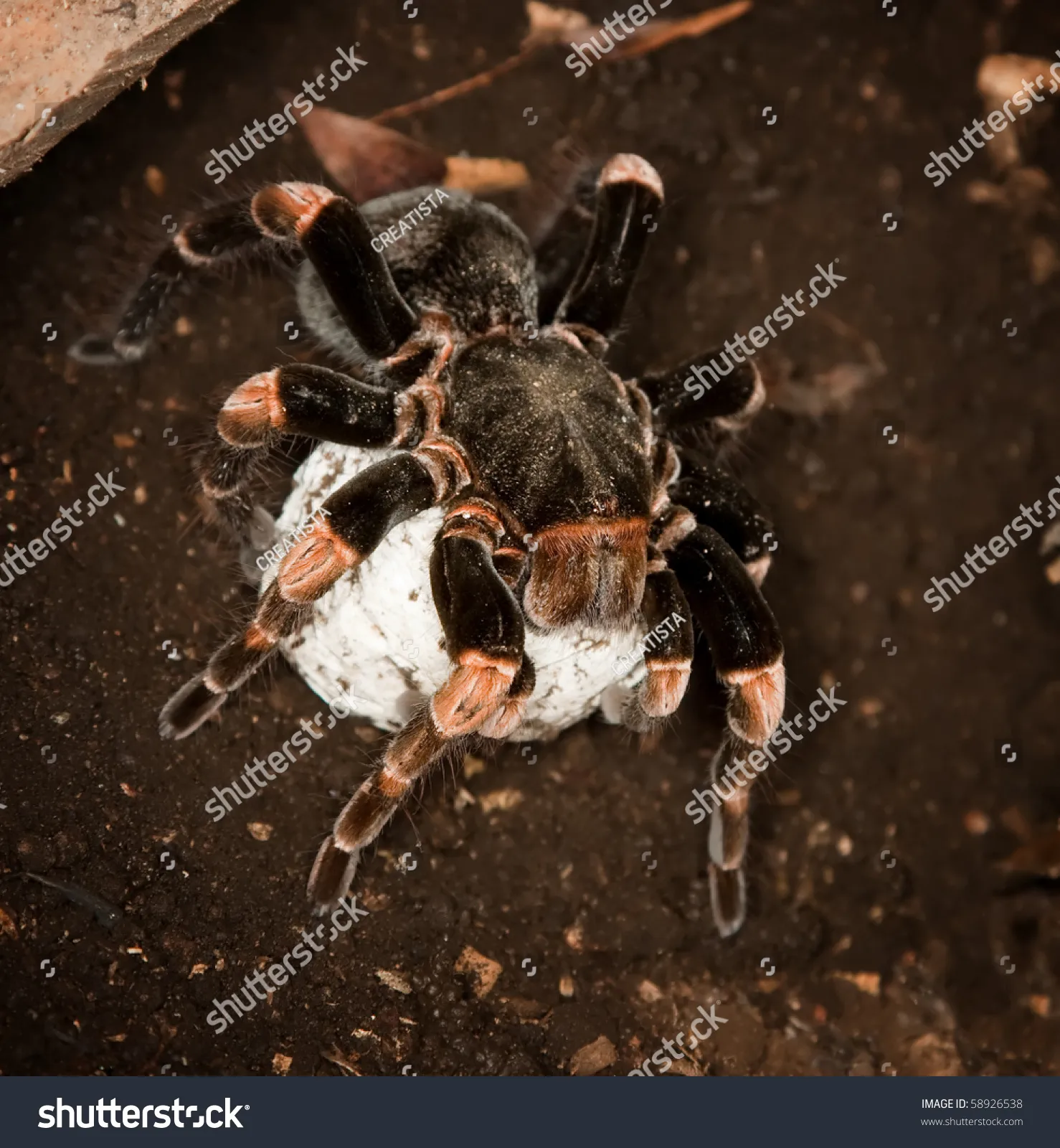 /img/16338-spiderlings-feeding.webp