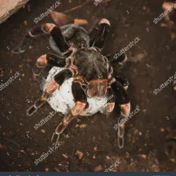 /img/16338-spiderlings-feeding.webp