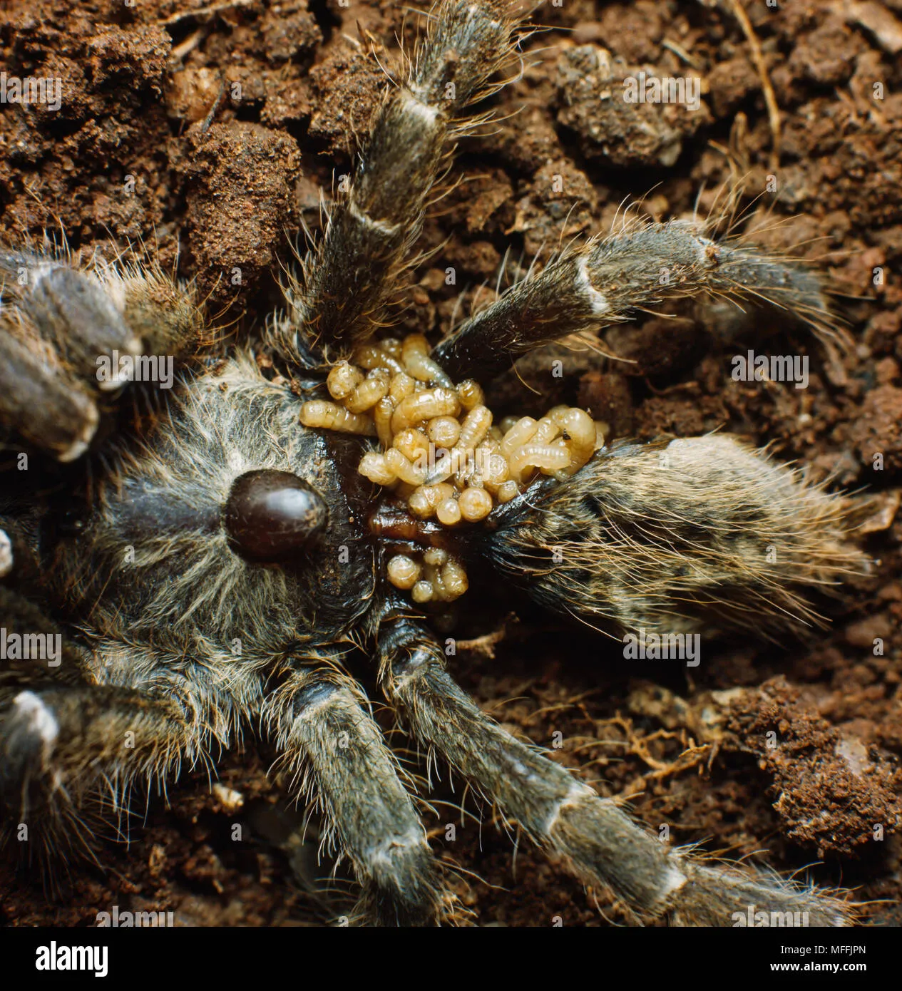 16338 spiderlings hatching