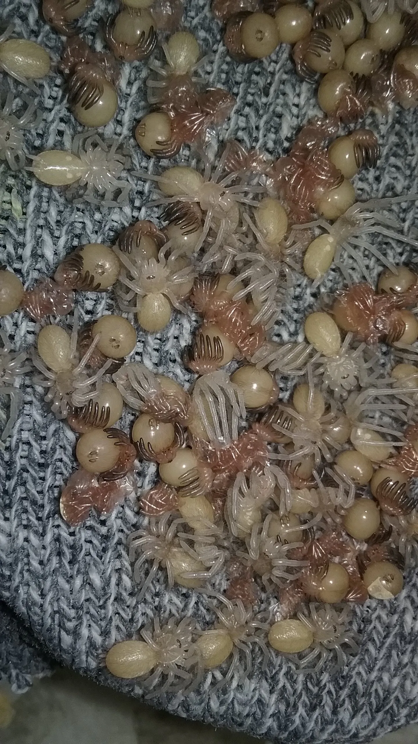 16338 tarantula egg development