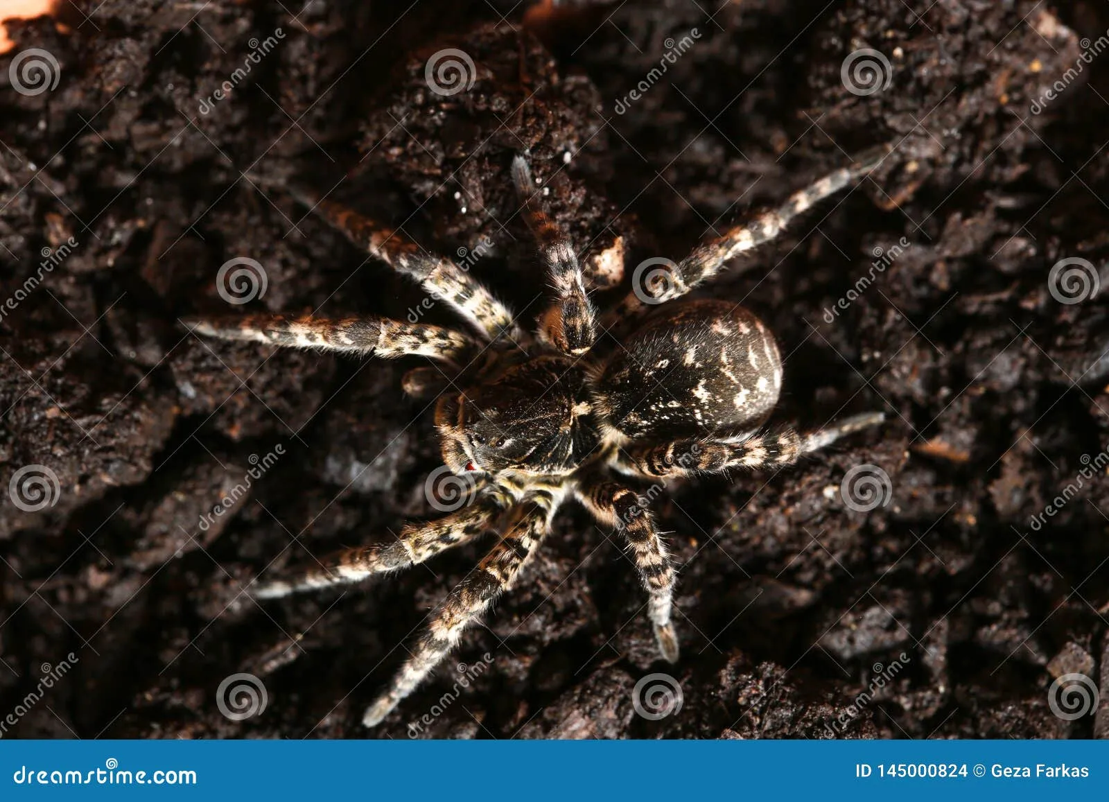 16339 brazilian wandering spider