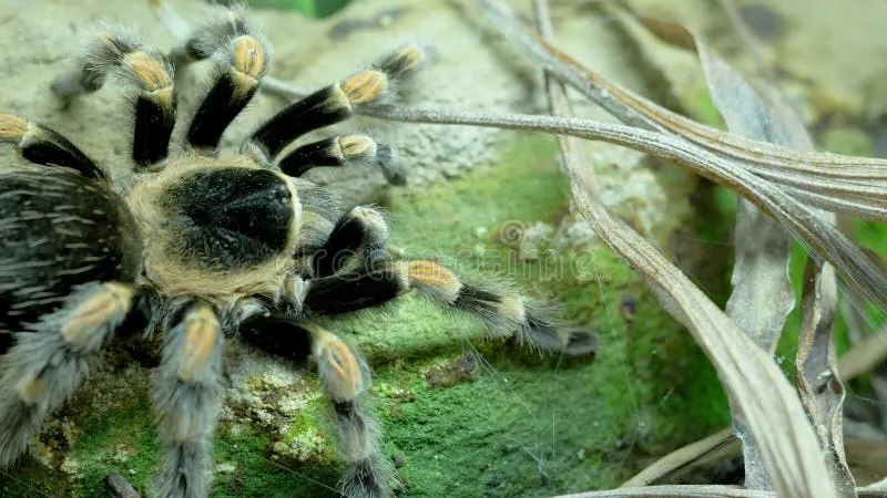 /img/16339-tarantula-safety.webp