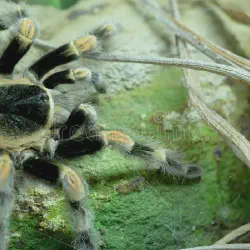 /img/16339-tarantula-safety.webp