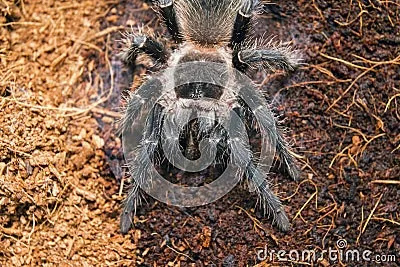 16339 tiger rump tarantula
