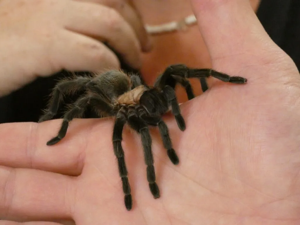 /img/16340-kansas-tarantula-encounter.webp