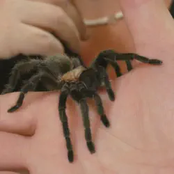 /img/16340-kansas-tarantula-encounter.webp