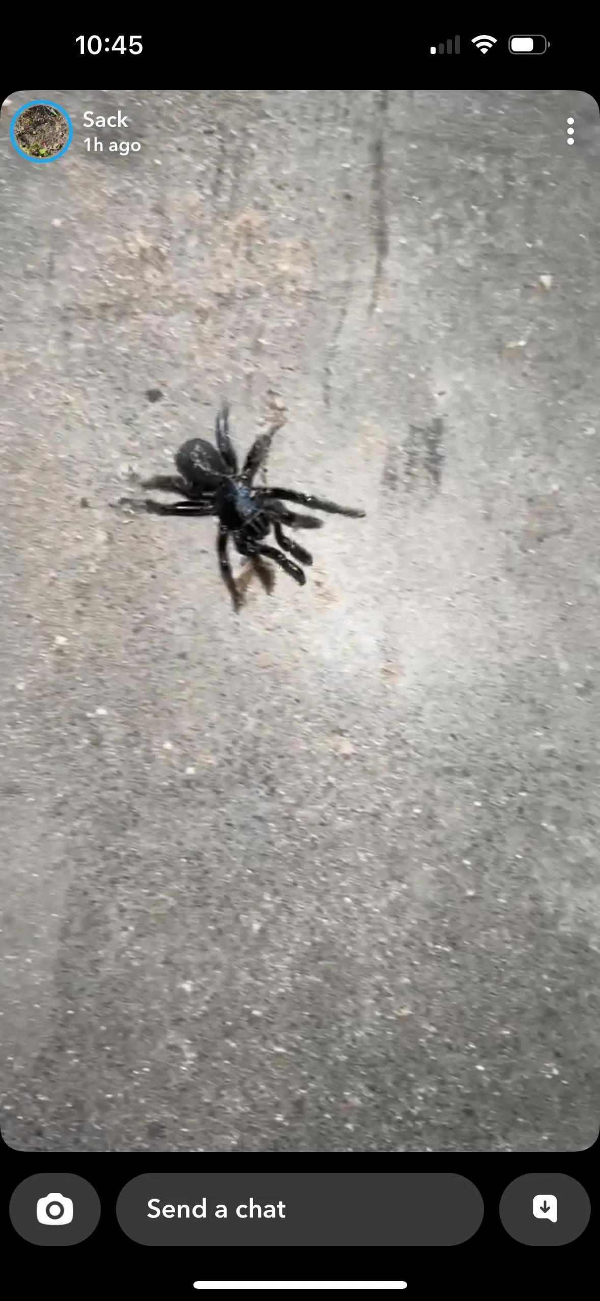 16340 tarantula burrow