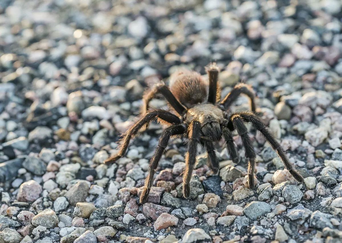 16340 tarantula friendly yard