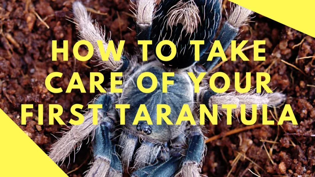 16341 choosing tarantula