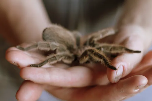 16341 handling tarantula