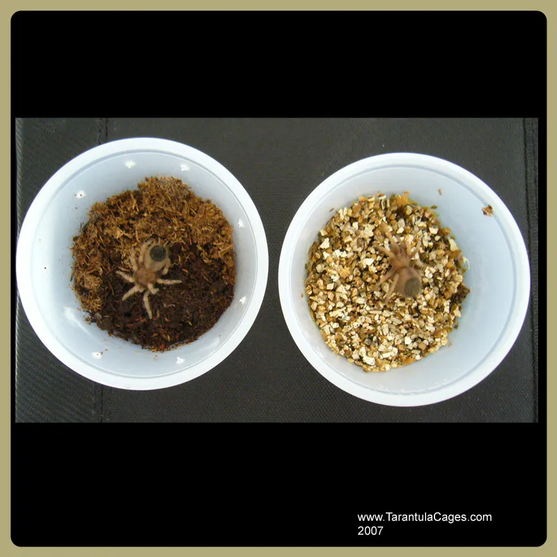 16341 tarantula enclosure