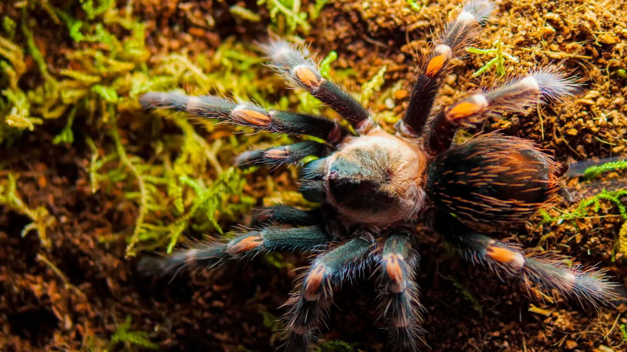 16341 tarantula substrate