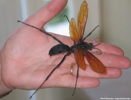 /img/16342-spider-vs-tarantula-hawk.webp