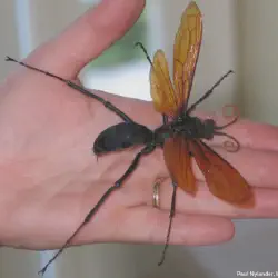 /img/16342-spider-vs-tarantula-hawk.webp