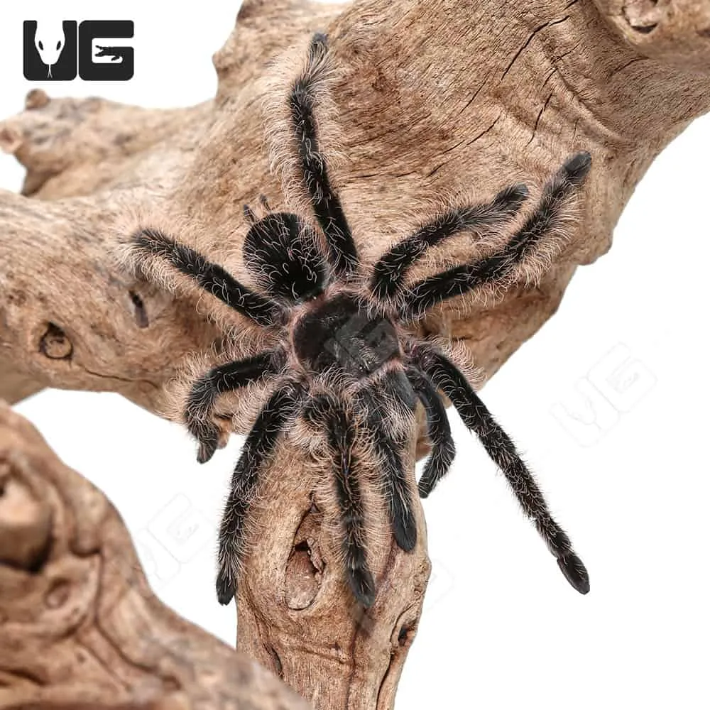 16343 curly hair tarantula molting