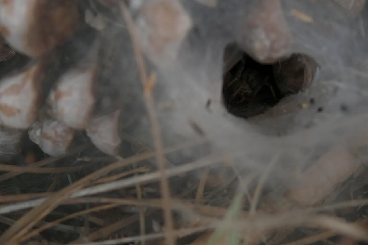 16344 tarantula spider eating