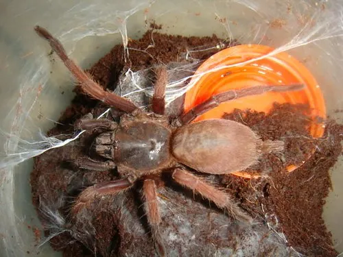 16347 tarantula enclosure