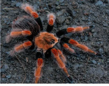 16347 tarantula species