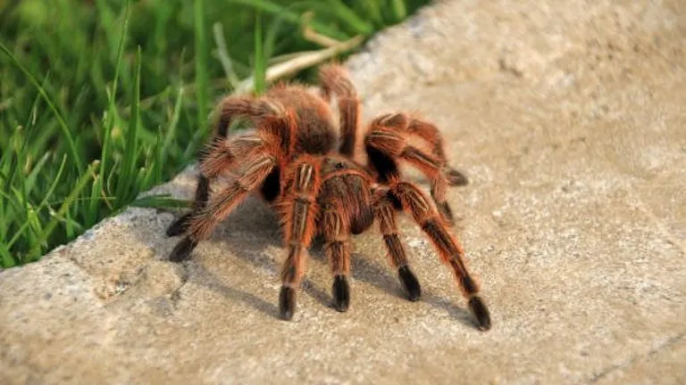 16348 rose hair tarantula vs other tarantulas