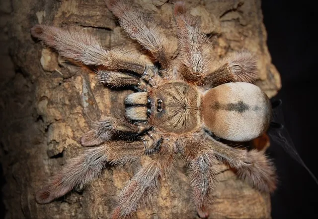 /img/16349-tarantula-defensive-pose.webp