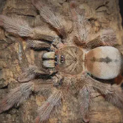 /img/16349-tarantula-defensive-pose.webp