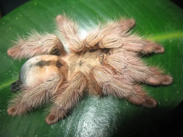 16349 tarantula habitat