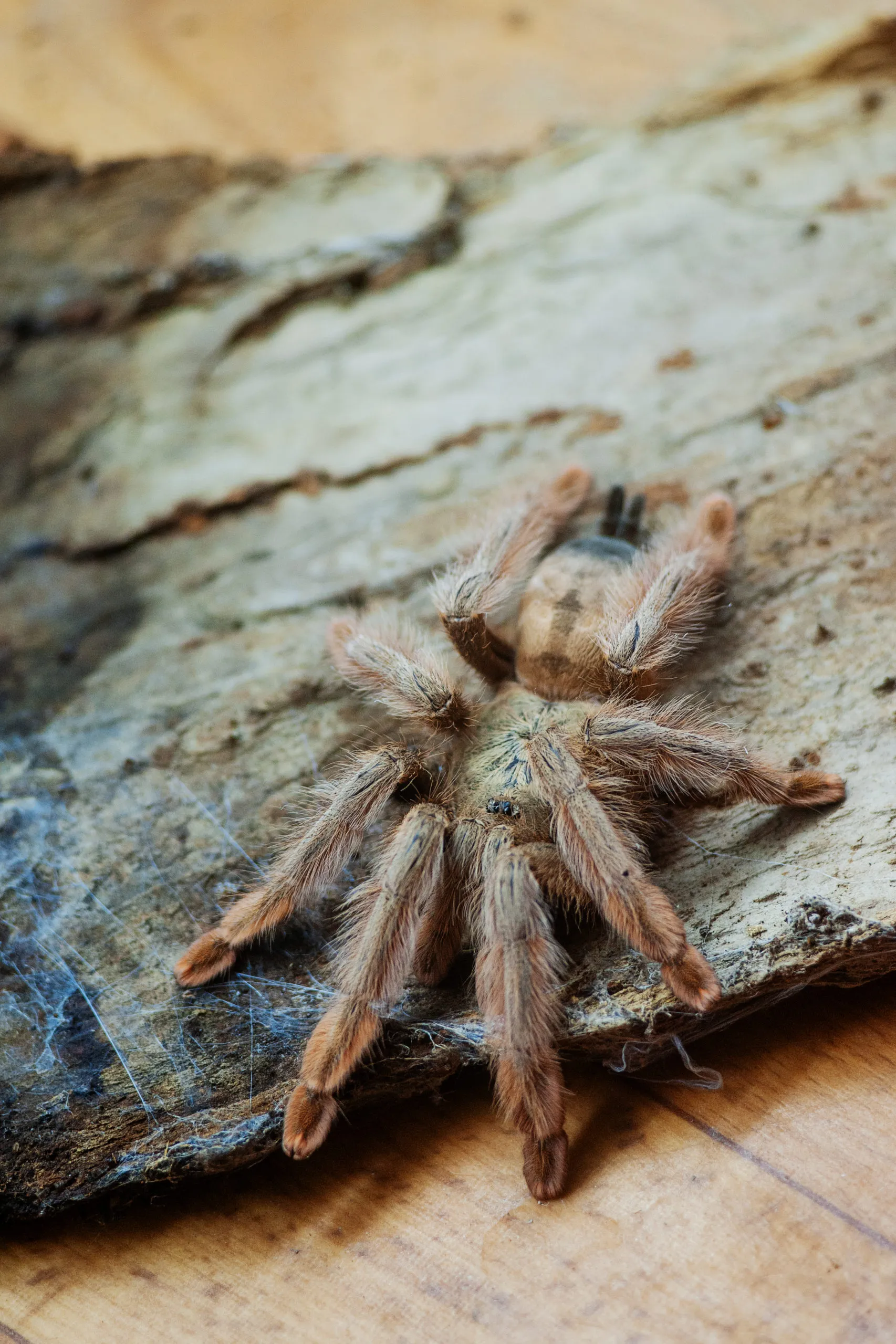 16349 tarantula venom under microscope