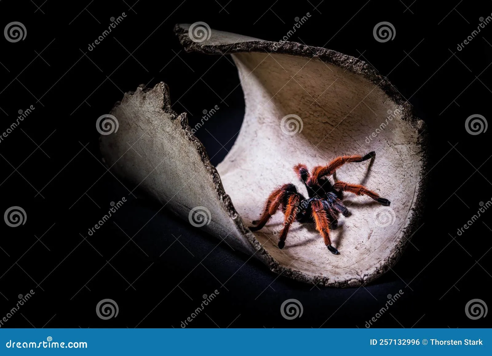 /img/16351-north-american-tarantula.webp