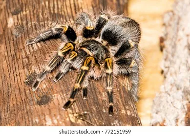 16351 tarantula close up
