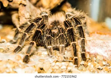 16351 tarantula venom analysis