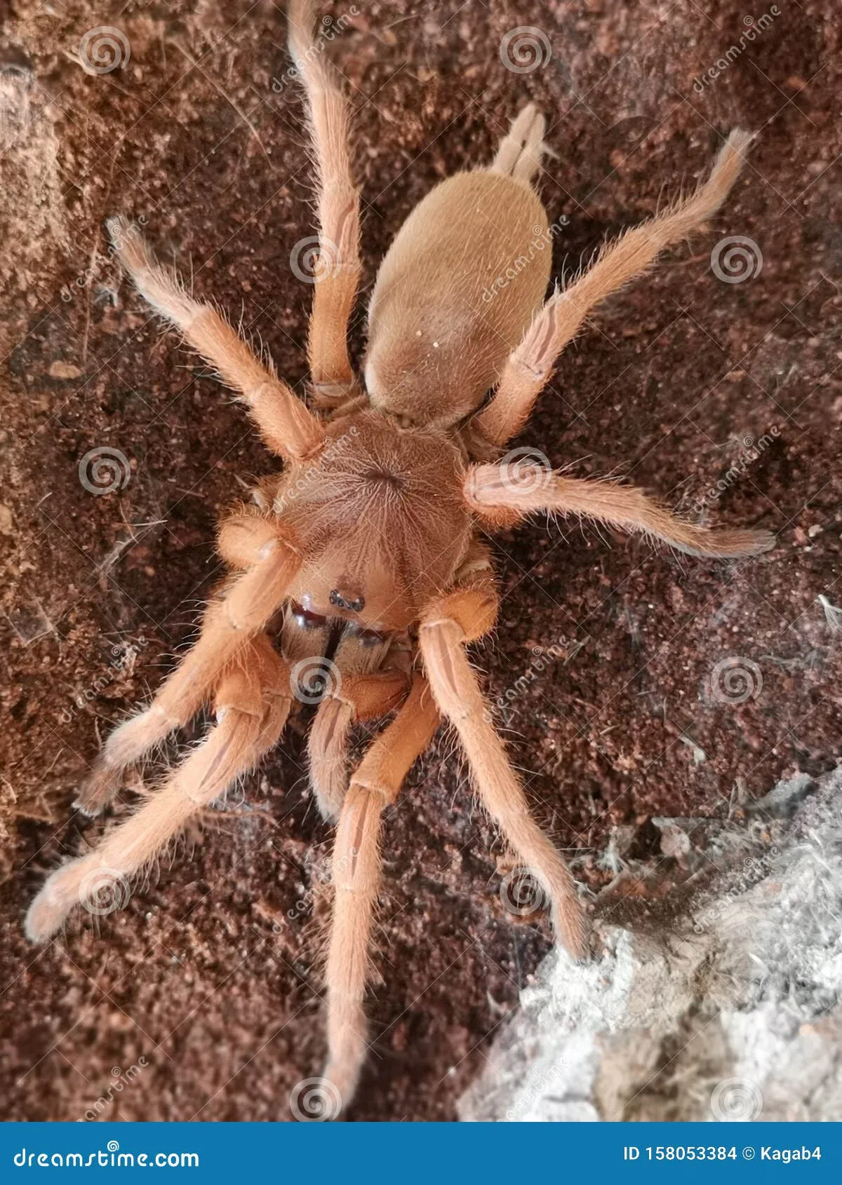 16352 chilean rose tarantula