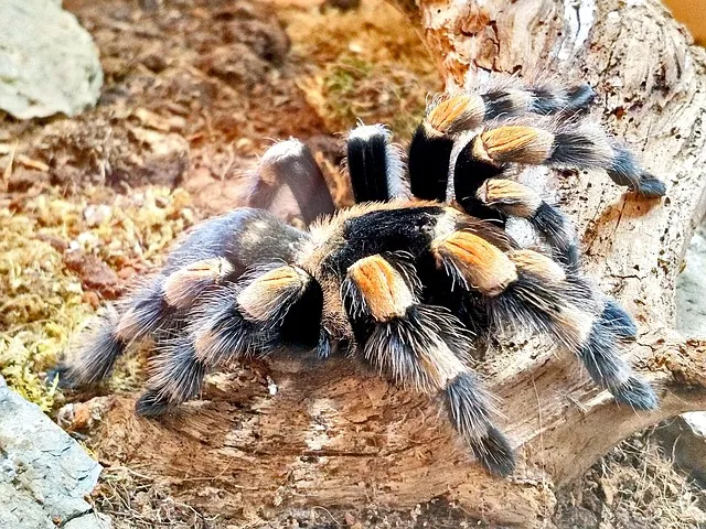 16352 tarantula venom analysis