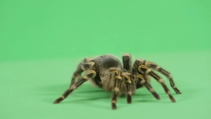 16353 tarantula green habitat