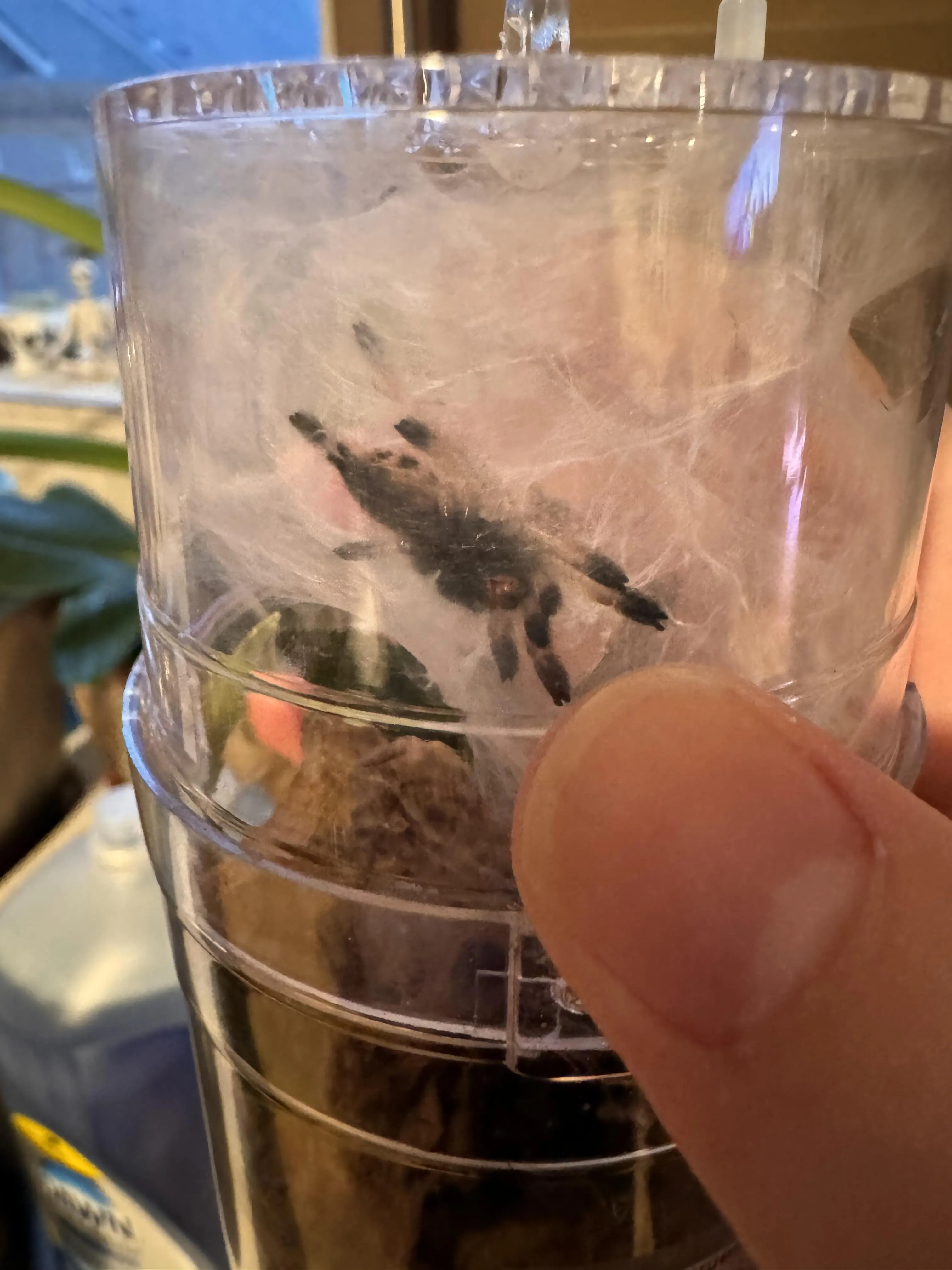 16354 tarantula after molt